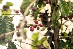 MEXICAN VERACRUZ (UNROASTED GREEN COFFEE BEANS) Order 1 to 20 lbs