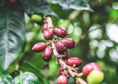 Nicaragua La Fortuna – Specialty Grade Organic Co – Single Origin – Medium Roast