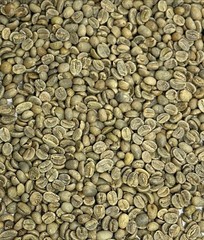 Green Coffee Beans / Mexican Chiapas Mocabe / 1 Pound / UNROASTED