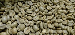 5 LB COSTA RICA, COSTA RICAN, UNROASTED GREEN COFFEE BEANS FIVE POUND – ARABICA