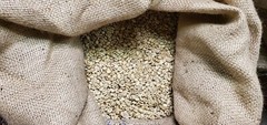 5 LB INDIA MONSOON MALABAR MONSOONED UNROASTED GREEN COFFEE BEANS – ARABICA