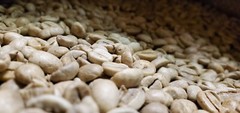 5 LB INDIA MONSOON MALABAR MONSOONED UNROASTED GREEN COFFEE BEANS – ARABICA