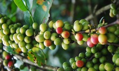 Kenya Karani Peaberry Coffee Beans Fresh Roasted Medium Daily 5 X 1 Pound Bags