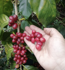 MEXICAN PUEBLA (UNROASTED GREEN BOURBON RED COFFEE BEANS) – Order 1 to 20 lbs