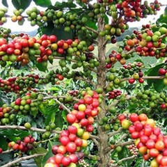 100% Colombian Coffee Beans Fresh Roasted 30lb Case 6 Bags 5 lbs Ea Med Roast