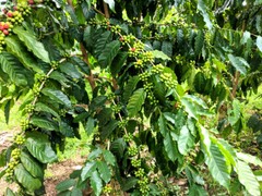 COLOMBIAN SUPREMO COFFEE BEANS DARK ROASTED 2 POUNDS