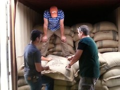 Lavanta Coffee Nicaragua Jinotega SHG Arabica Green or Roasted Coffee