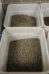 100% Kenya AB (Washed) Green Beans (1 Lb.)