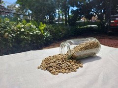 6 lb, le Cafe de Bondowoso – Arabica Coffee