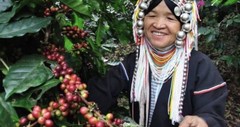 2x200g.100% Arabica Coffee bean Doitung Expresso Roast Thai Premuim Coffee Beans