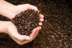 Brazilian Yellow Bourbon Coffee Beans Medium Roasted Daily 5 Pounds 1 Pound Bags