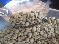 Organic Arabica Green Coffee Beans direct from the Malnad estates 100gms