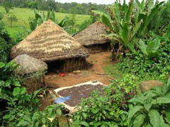 Ethiopian Yirgacheffe Coffee Beans Roasted Daily Medium 2 Bags 1 Pound Each