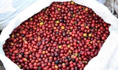 COSTA RICAN TARRAZU COFFEE BEANS DARK ROASTED 5 POUNDS