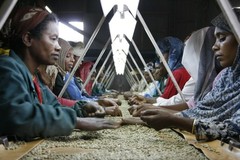 Ethiopia Unroasted Green Coffee Natural Yirgacheffe Small Holder Farms 4LBS