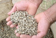 4 LBS Green Coffee – Guatemala Huehuetenango – specialty grade green beans