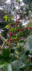 Daily Sips Rare Treasury Ethiopian Yirgacheffe Coffee Beans (Grade 1) – Single O