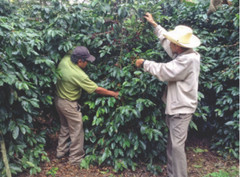 MEXICAN PUEBLA (UNROASTED GREEN BOURBON RED COFFEE BEANS) – Order 1 to 20 lbs