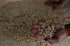 Colombian coffee bean. 100% artisanal organic, medium roast, 2packs/1lb