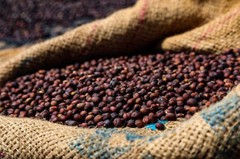Robusta Premium Coffee | Pure Robusta | Dark Roast | High Caffeine | Low Acid |