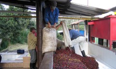 COLOMBIAN SUPREMO COFFEE BEANS ROASTED MEDIUM 5 POUNDS