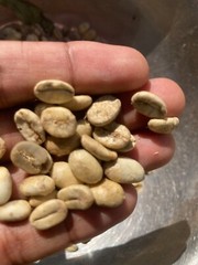 Organic Green Coffee Beans from Ceylon Dried Coffee Unroasted 100g Free Shipping
