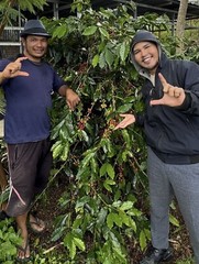 0.5lb 100% Certified Wild Kopi Luwak—Freshly Roasted To Order! READ DESCRIPTION!