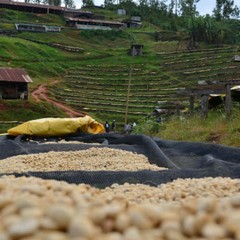 RWANDA COFFEE BEANS MEDIUM ROASTED 5 POUNDS IN 1 POUND BAGS