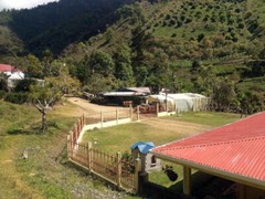 GUATEMALAN ANTIGUA COFFEE BEANS MEDIUM ROASTED 2 POUNDS