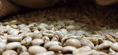 5 LB INDIA MONSOON MALABAR MONSOONED UNROASTED GREEN COFFEE BEANS – ARABICA