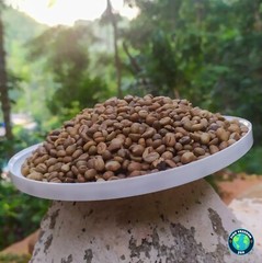 Ceylon Dried Homemade Coffee Beans 100% Organic Dry Bean Seeds Free Shipping