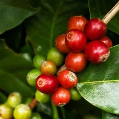 Zavida 100% Colombian Whole Bean Coffee, 907 g/ 2 LB, Exp:2024OC27