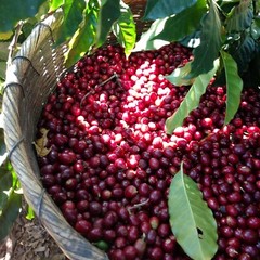 COSTA RICAN TARRAZU COFFEE BEANS MEDIUM ROASTED 5 POUNDS
