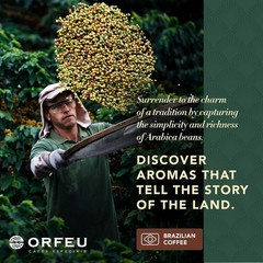 Arabica Coffee Beans – Intense Flavor
