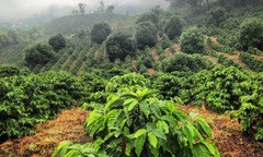 GUATEMALAN HUEHUETENANGO COFFEE BEANS DARK ROASTED 2 POUNDS
