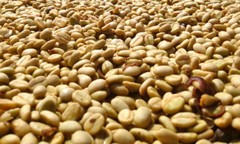 KENYA AA KAHINDU COFFEE BEANS MEDIUM ROASTED 2 POUNDS