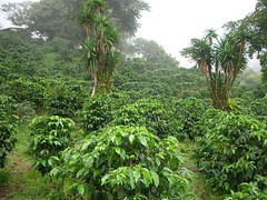 COSTA RICAN TARRAZU COFFEE BEANS DARK ROASTED 5 POUNDS