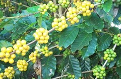 BRAZILIAN YELLOW BOURBON PEABERRY COFFEE BEANS MEDIUM ROASTED 5 POUNDS