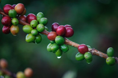 10 lbs SPECIALTY SOUTH AMERICAN BLEND 90-POINT DECAF GREEN COFFEE FREE SHIPPING