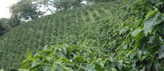 5 LB TANZANIA GREEN COFFEE WHOLE BEAN – ARABICA