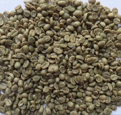 Green Coffee Beans / Nicaraguan Caturra / 3 Pound / UNROASTED
