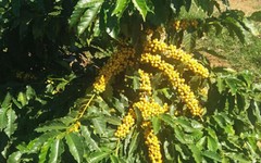 BRAZILIAN YELLOW BOURBON PEABERRY COFFEE BEANS MEDIUM ROASTED 5 POUNDS
