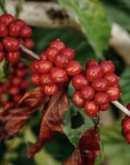 5 lb Fresh Roasted Holiday Blend Coffee Beans Medium, Whole Bean