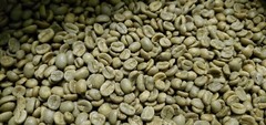 5 LB COSTA RICA, COSTA RICAN, UNROASTED GREEN COFFEE BEANS FIVE POUND – ARABICA