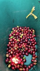 coffee beans roasted whole bean