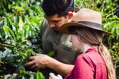 Colombia unroasted green coffee beans, Cordillera sustainable family farms, 4lbs