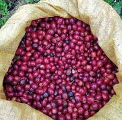 Nicaragua La Fortuna – Specialty Grade Organic Co – Single Origin – Medium Roast