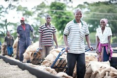 8oz/5lb – Tanzania Peaberry – African – Premium Fresh Roasted To Order Coffee