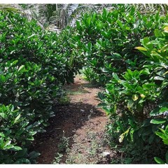 100% Rare Malaysia Liberica Coffee Beans – Unroasted – Single Origin 1kg
