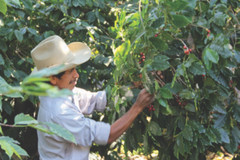 MEXICAN PUEBLA (UNROASTED GREEN CATURRA – BOURBON COFFEE BEAN) order 1 to 20 lbs